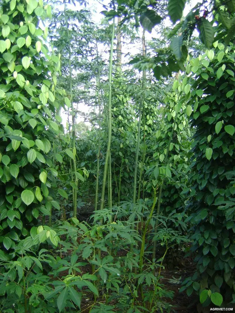 bán hạt gòn(cây gòn) làm trụ tiêu