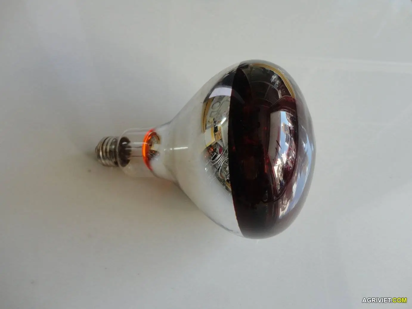 DSC02694 - Copy.webp