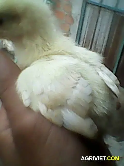 Bạn em bị lừa.