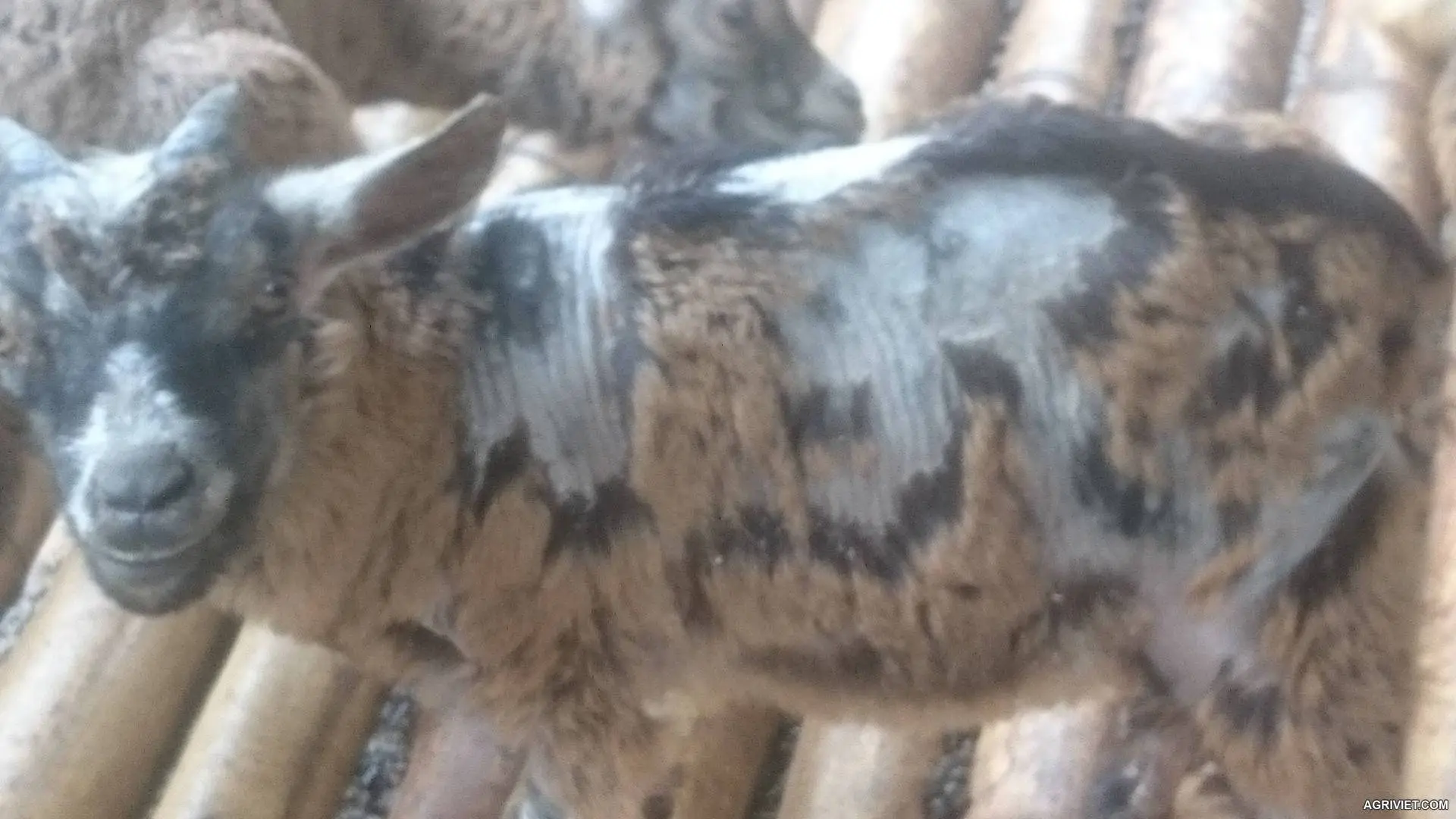 Dê em bị rụng lông như này các bác có cách chữa chỉ em với