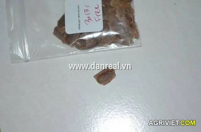 Nhờ tư vấn cách ươm hạt giống