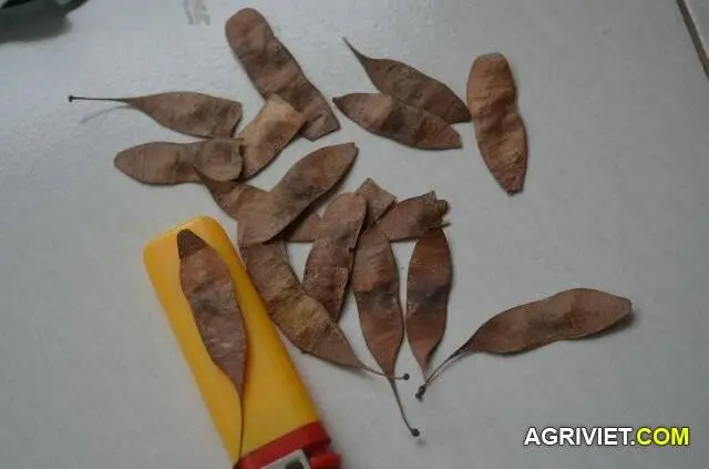 Đây có phải là Trắc Đỏ (Dalbergia cochinchinensis)