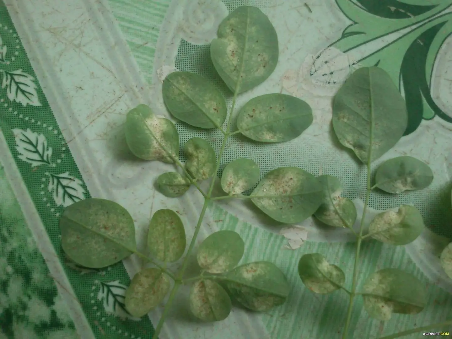 Xin cứu giúp cây chùm ngây