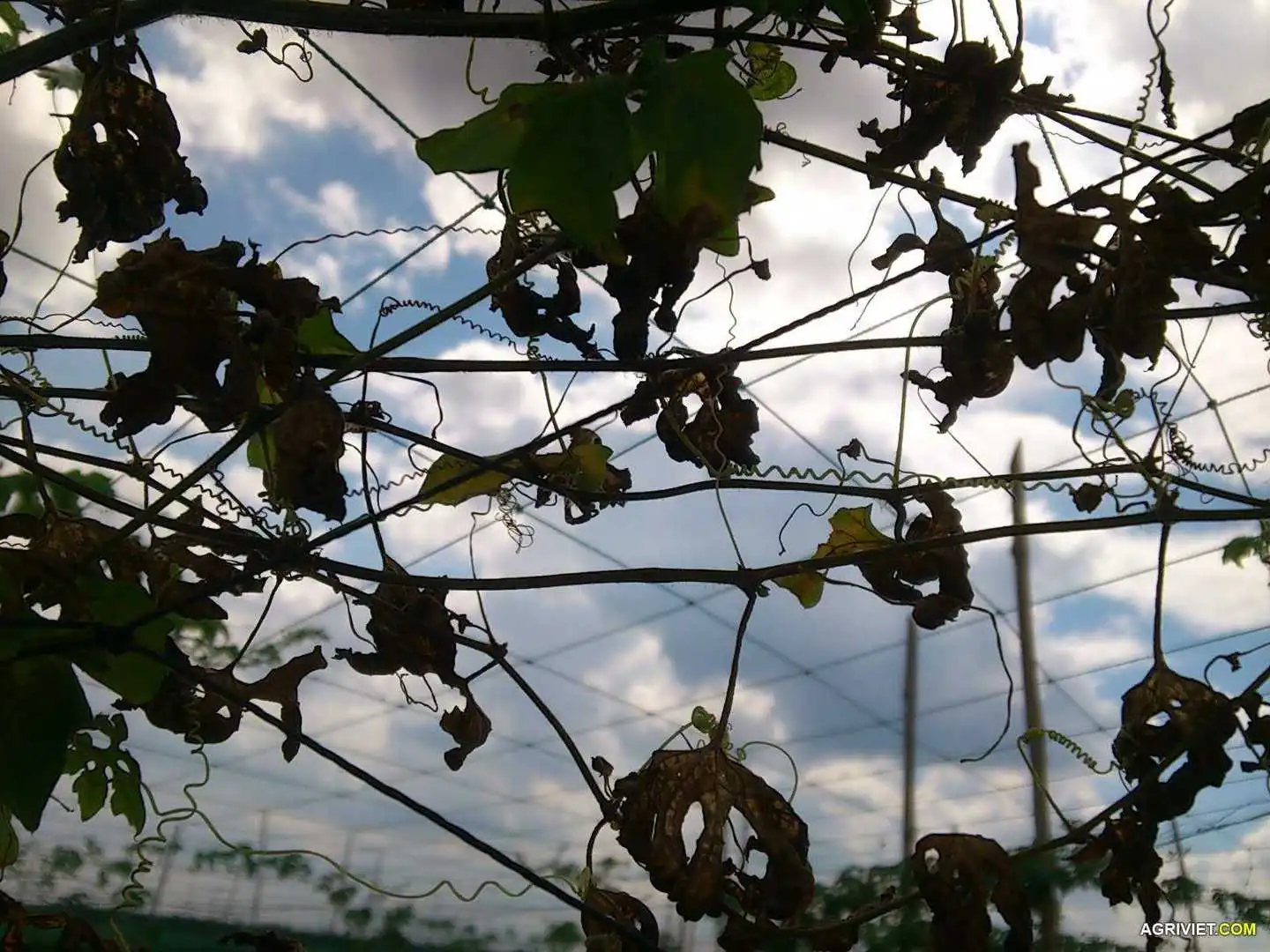 Làm sao trị bệnh cháy lá trên cây khổ qua hiệu quả