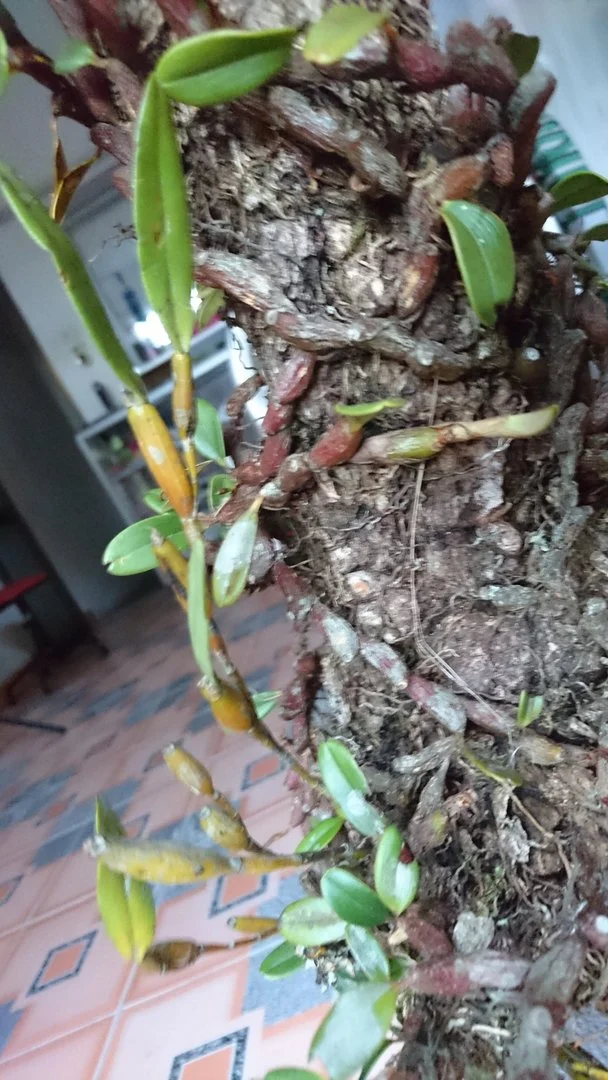 Hỏi tên 1 loại lan lạ.