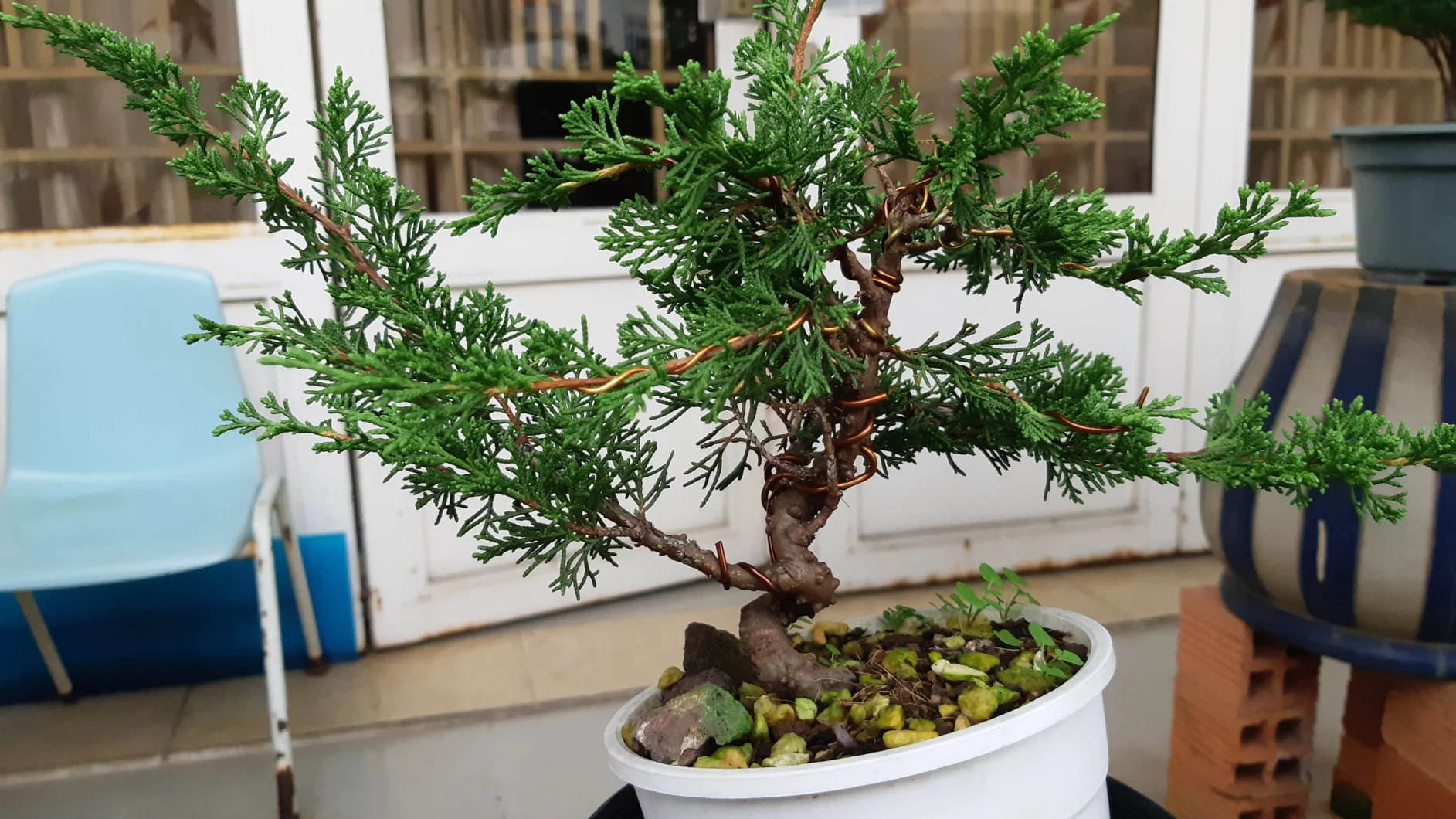 Tạo dáng sơ bộ Duyên tùng Itoigawa Bonsai mini