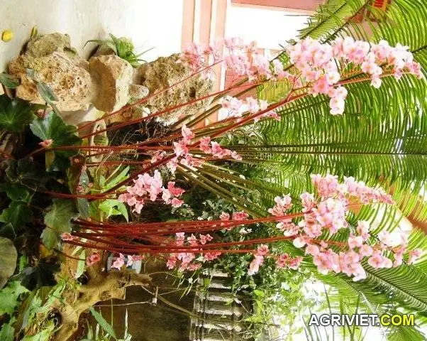 Hoa gì đây mọi người ơi