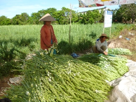 Tìm nơi cung cấp giống hoa huệ trắng tại Đồng Nai