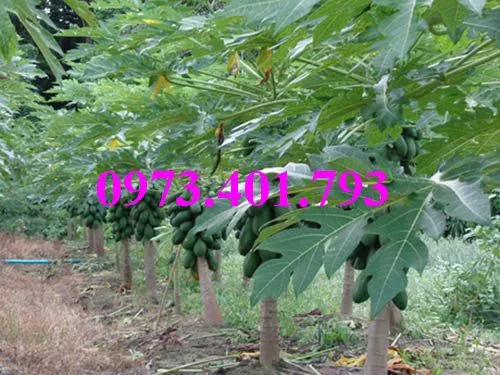 đu đủ đài loan3_result.webp