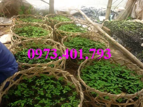 đu đủ đài loan4_result.webp