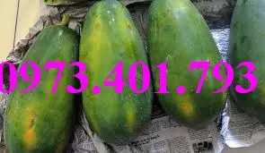 đu đủ đài loan8_result.webp