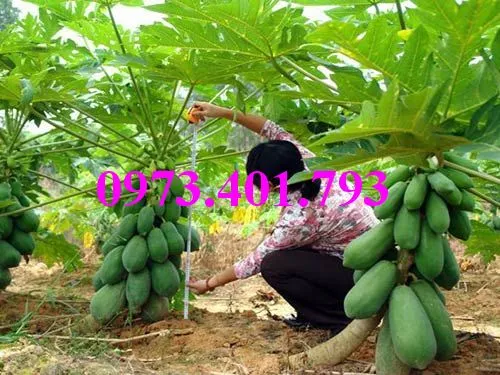 đu đủ đài loan_result.webp