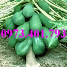 đu đủ thai lun1_result.webp