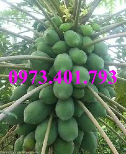 đu đủ thai lun2_result.webp