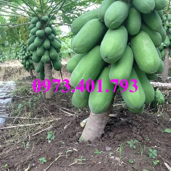 đu đủ thai lun3_result.webp