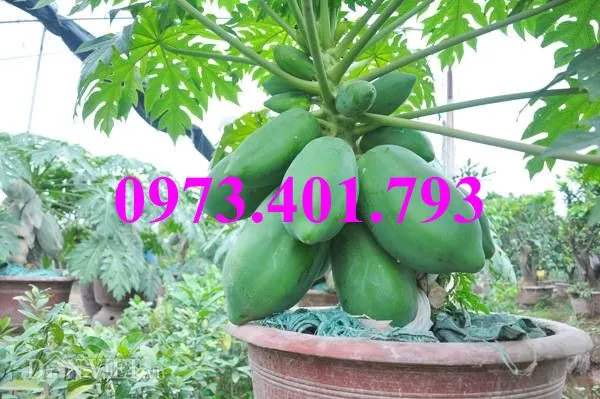 đu đủ thai lun_result.webp