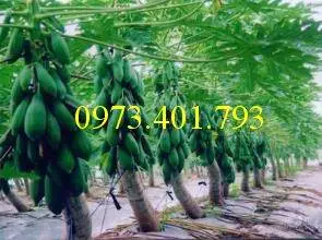 đu đủ2_result.webp