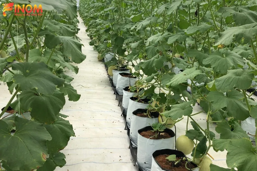 Thiết kế hệ thống tưới nhỏ giọt cho dưa lưới