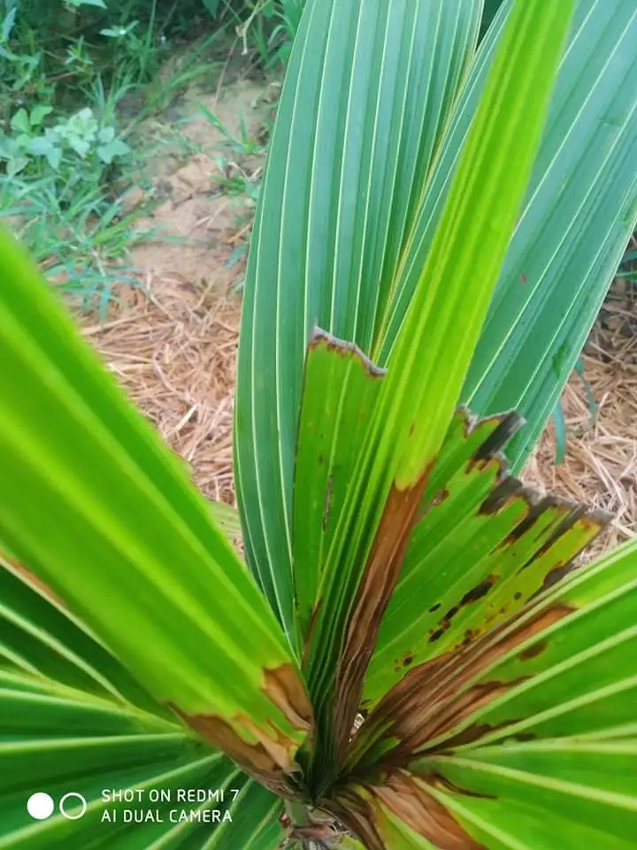 mọi người tư vấn em với, cây dừa xiêm xanh em mới trồng 6 tháng bị sâu bệnh gì đây ạ.