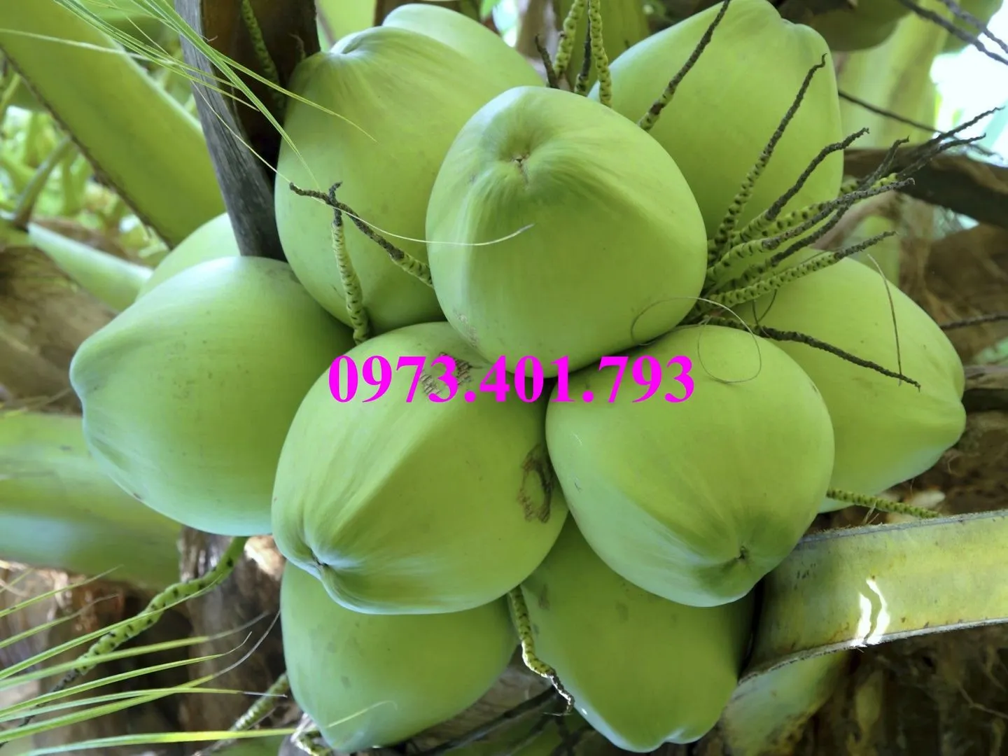 Dừa xiêm lùn xanh1_result.webp