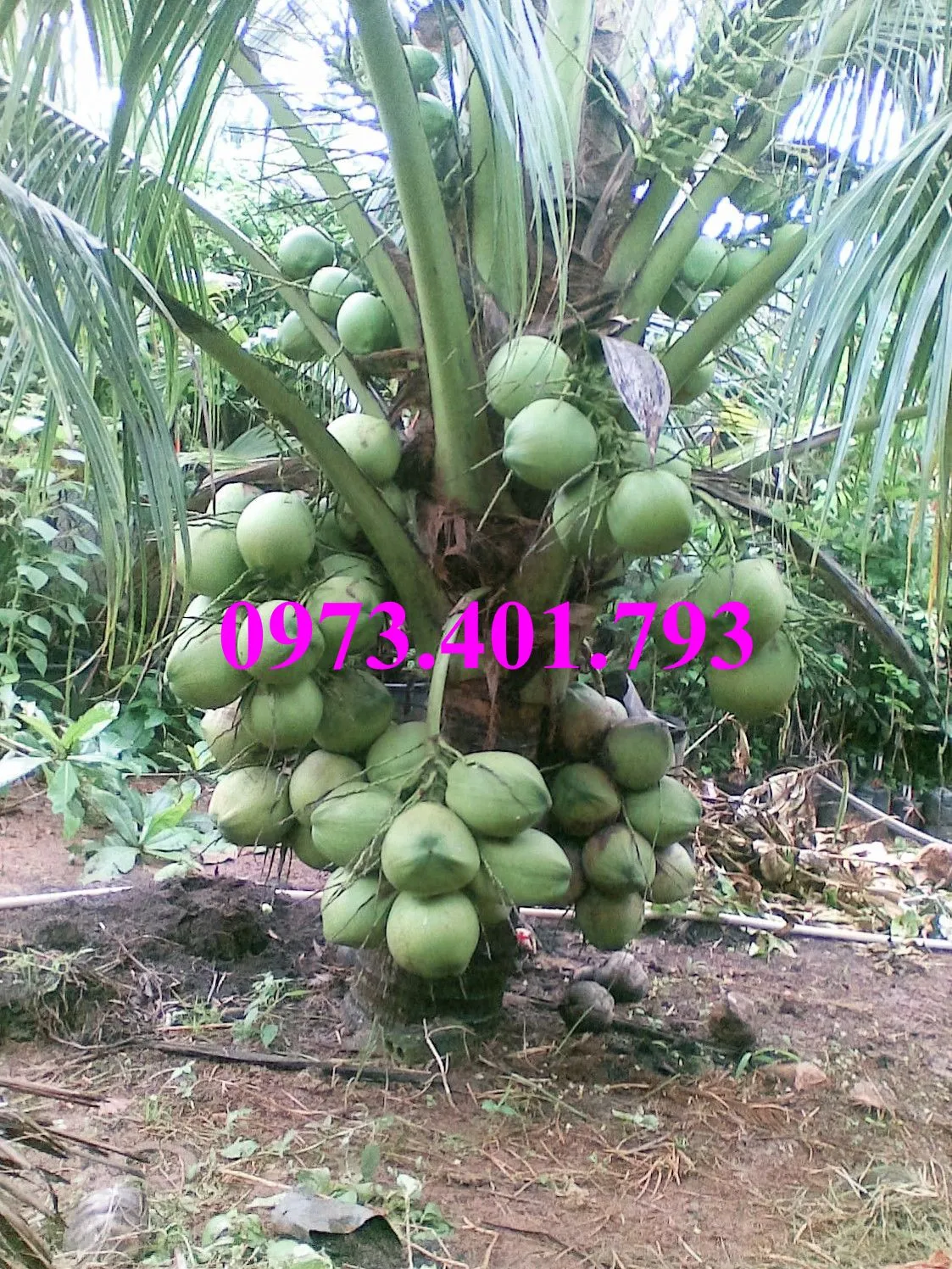 Dừa xiêm lùn xanh2_result.webp