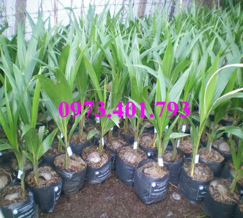 Dừa xiêm lùn xanh5_result.webp