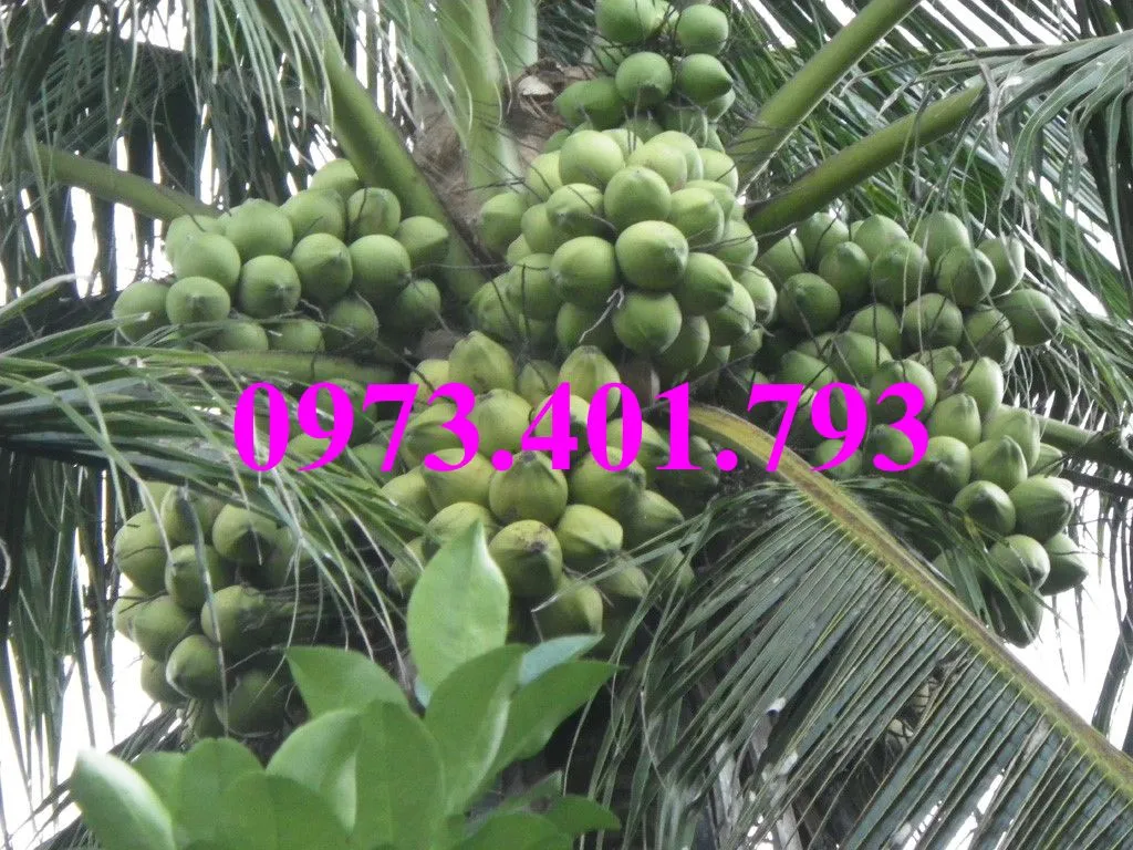 Dừa xiêm lùn xanh7_result.webp