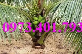 Dừa xiêm lùn xanh_result.webp