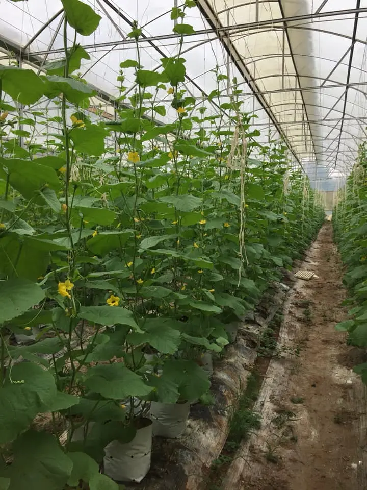 Kỹ thuật trồng dưa lưới trên giá thể trong nhà màng