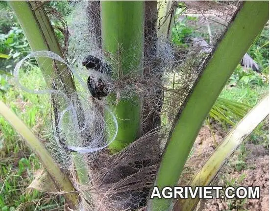 Diệt Đuông Dừa và Kiến Vương