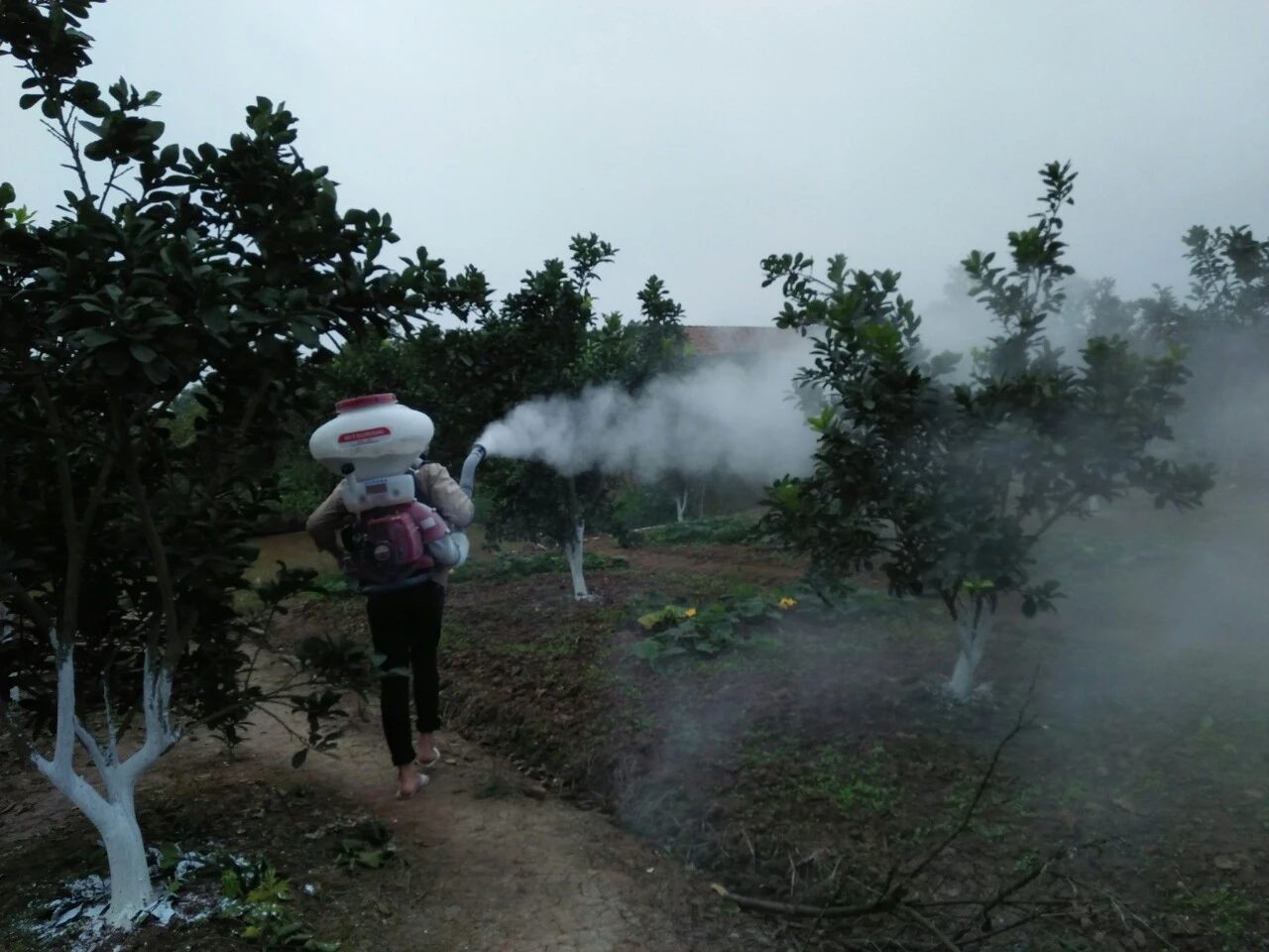 dùng máy phun vôi bột đa năng để tạo gió thụ phấn cho hoa bưởi.webp
