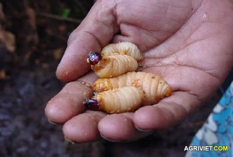 Duong Dua Tu Nhien.webp