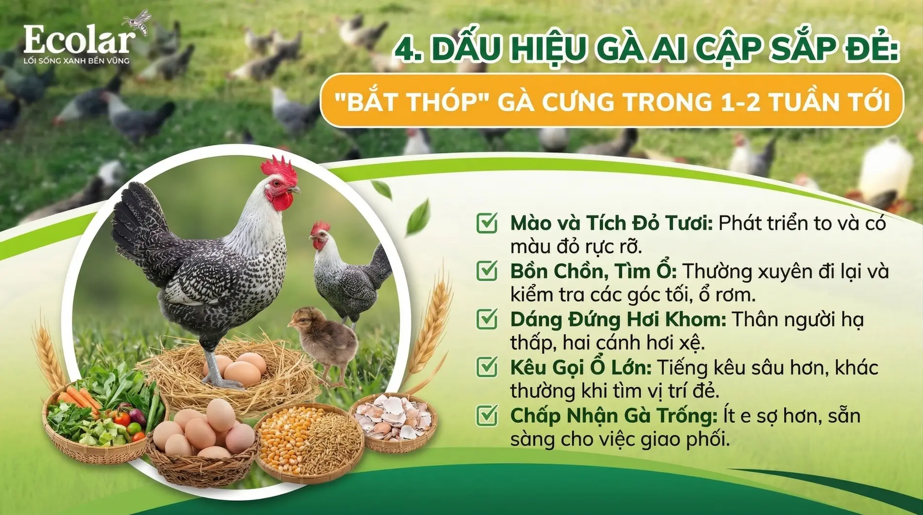 e-bat-thop-ga-cung-trong-1-2-tuan-toi_b619c27ce5a14db3b9306bb52a3780a9.webp