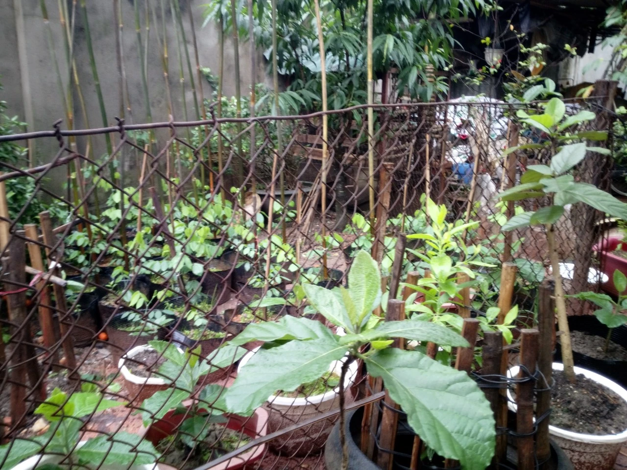 Coco và Ziri mùa mưa lớn nhanh quá!