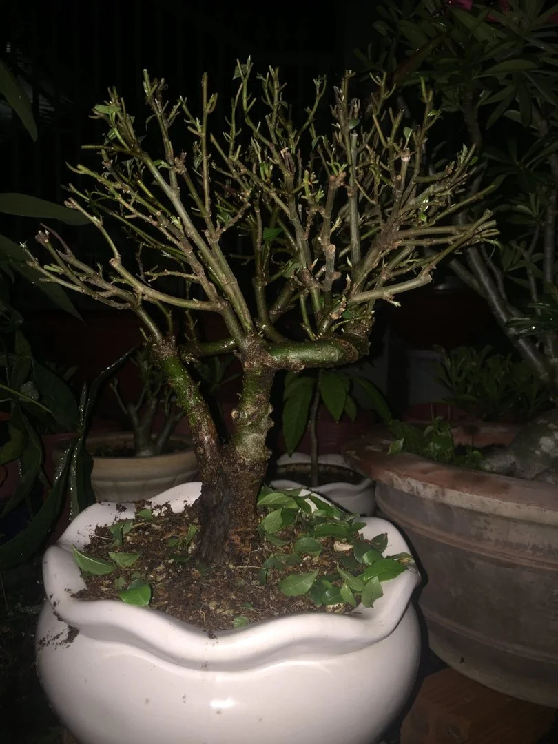 Xin hỏi ý kiến về cây sung