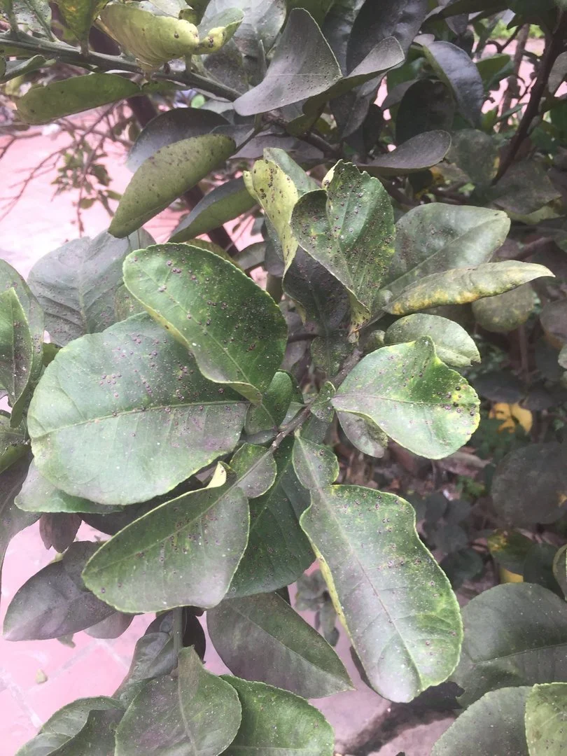 Bệnh trên cây bòng, bưởi