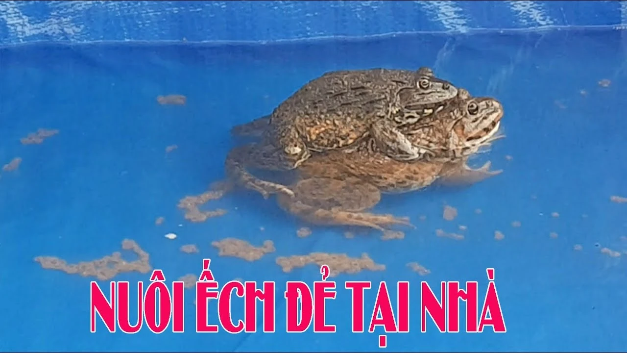 Kỹ thuật sản xuất giống ếch