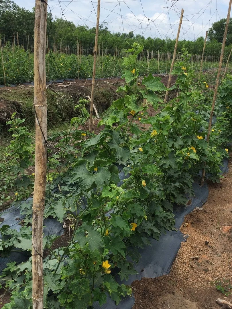 Bí đao bị bệnh gì?