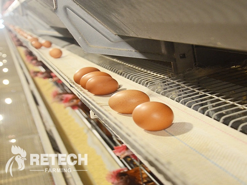 egg layer chicken cage.webp