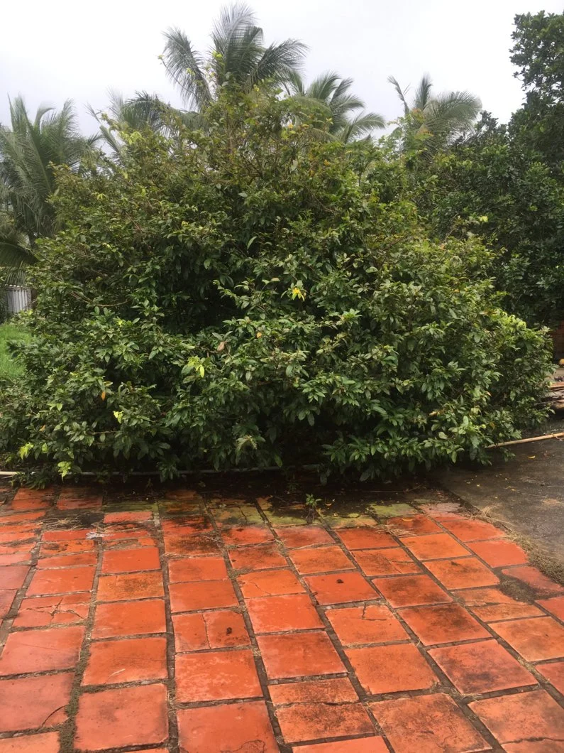 Mai vàng quá đẹp