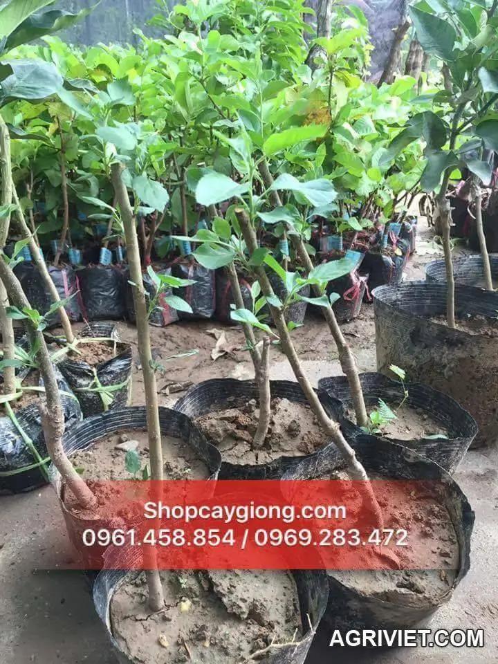 Tư vấn về cây táo ruột đỏ