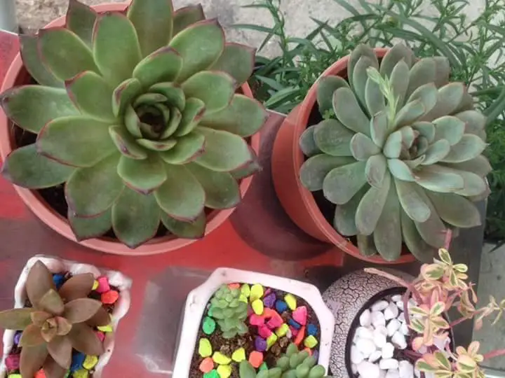 Cây phong thủy, sen đá, xương rồng