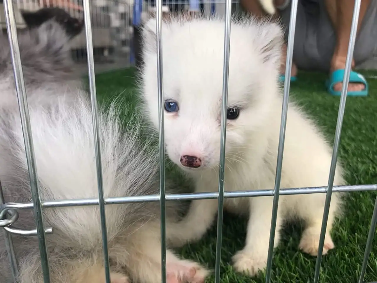 Cáo Tuyết nuôi như cún con