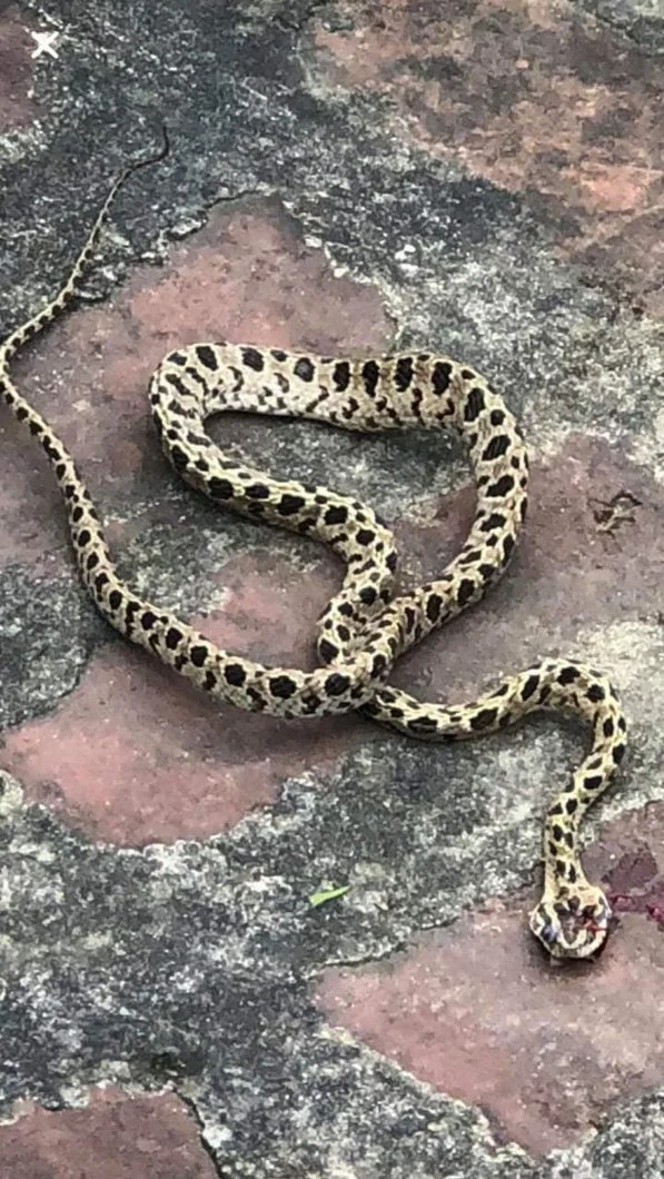 Rắn lạ xuất hiện gần mộ