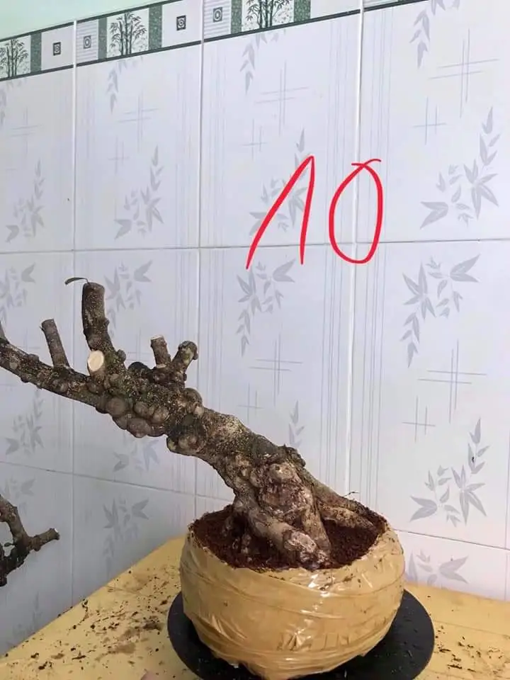 Tư vấn làm thế cho mai chiếu thủy