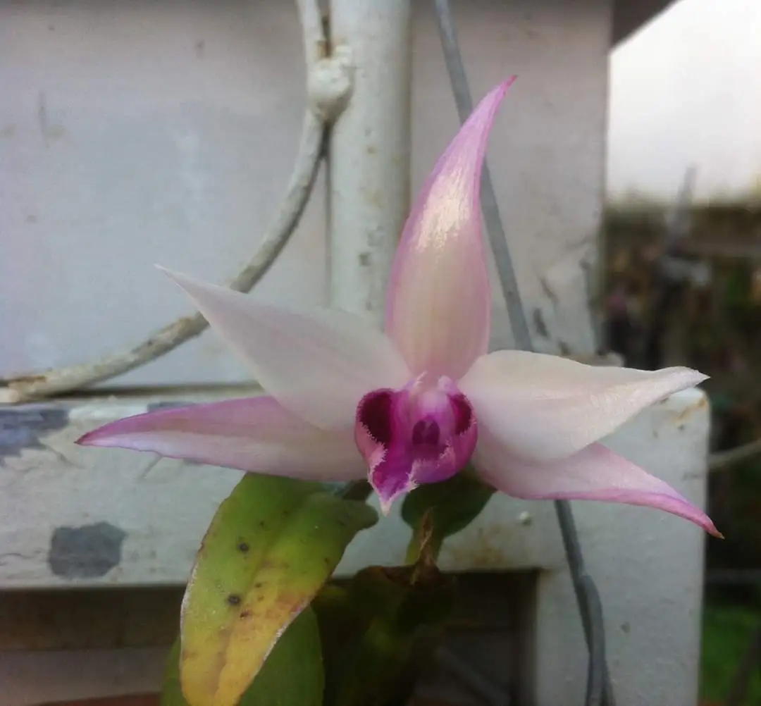 Lan Giả Hạc YaLy ( nở tại Long An )