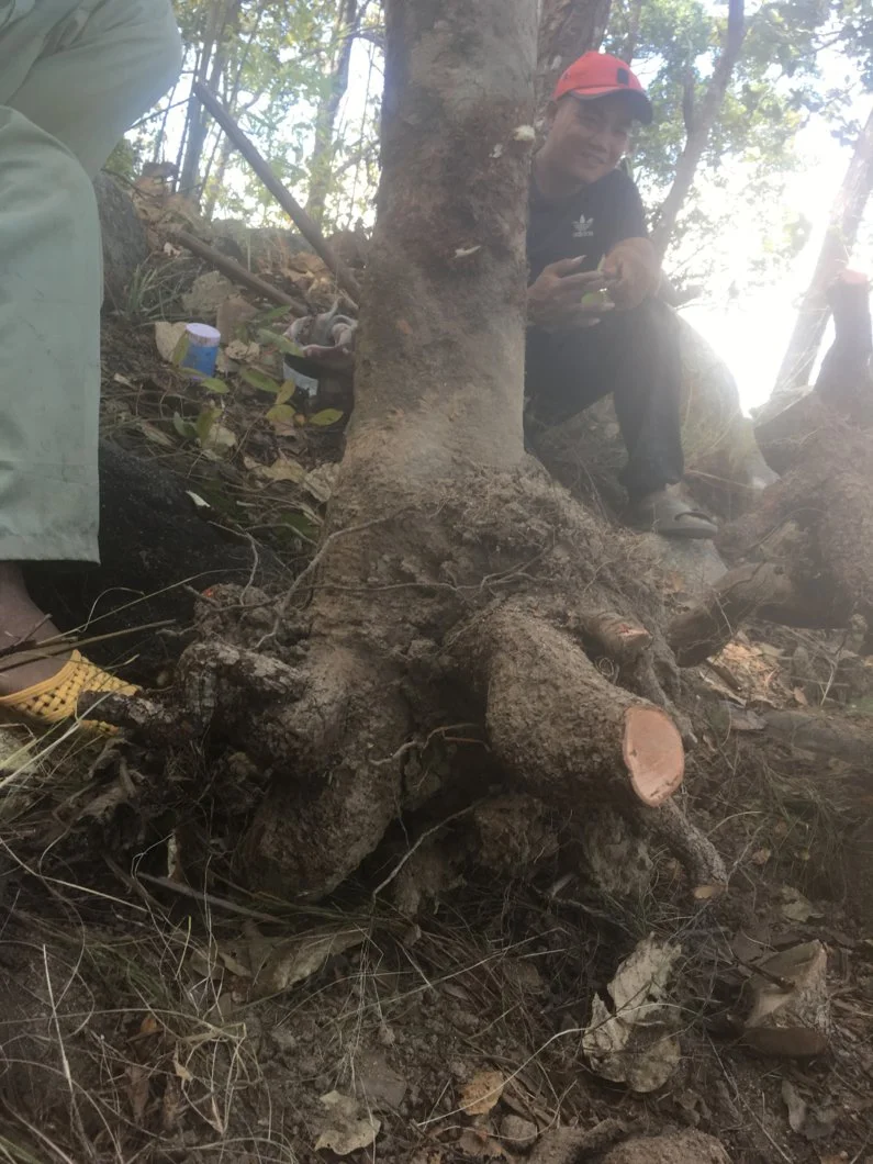 Hỏi kinh nghiệm trồng gốc mai rừng