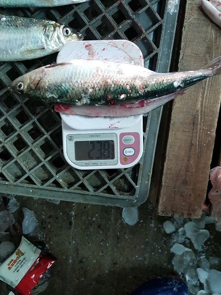 Tìm nhà thu mua cá trích đông lạnh