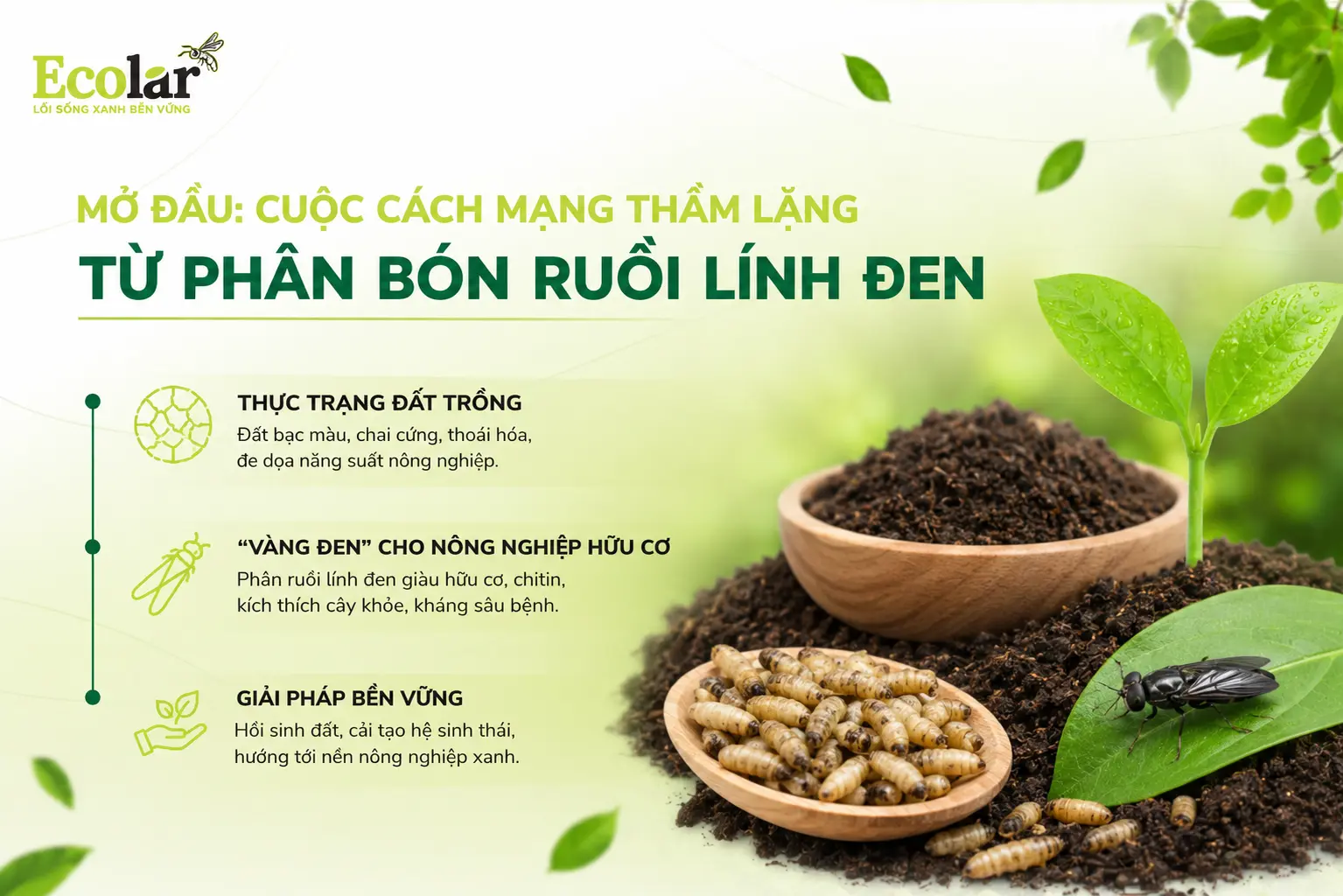 g-tham-lang-tu-phan-bon-ruoi-linh-den_5811a65919974717a898ecf1598e55b3 (1).webp