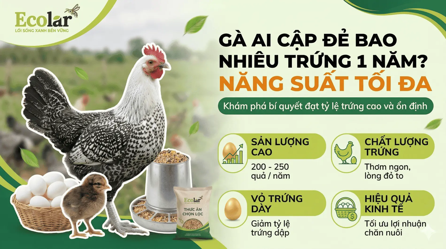 ga-ai-cap-de-bao-nhieu-trung-1-nam_1cc5239298bd402d82c14cc96f9ca31e.webp